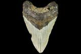 Fossil Megalodon Tooth - North Carolina #109020-1